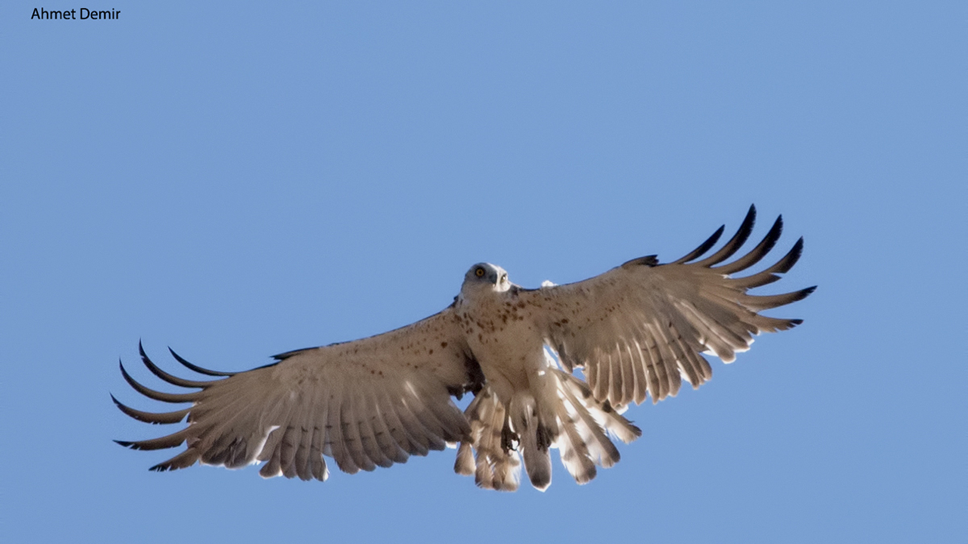 Short-toed Snake-Eagle